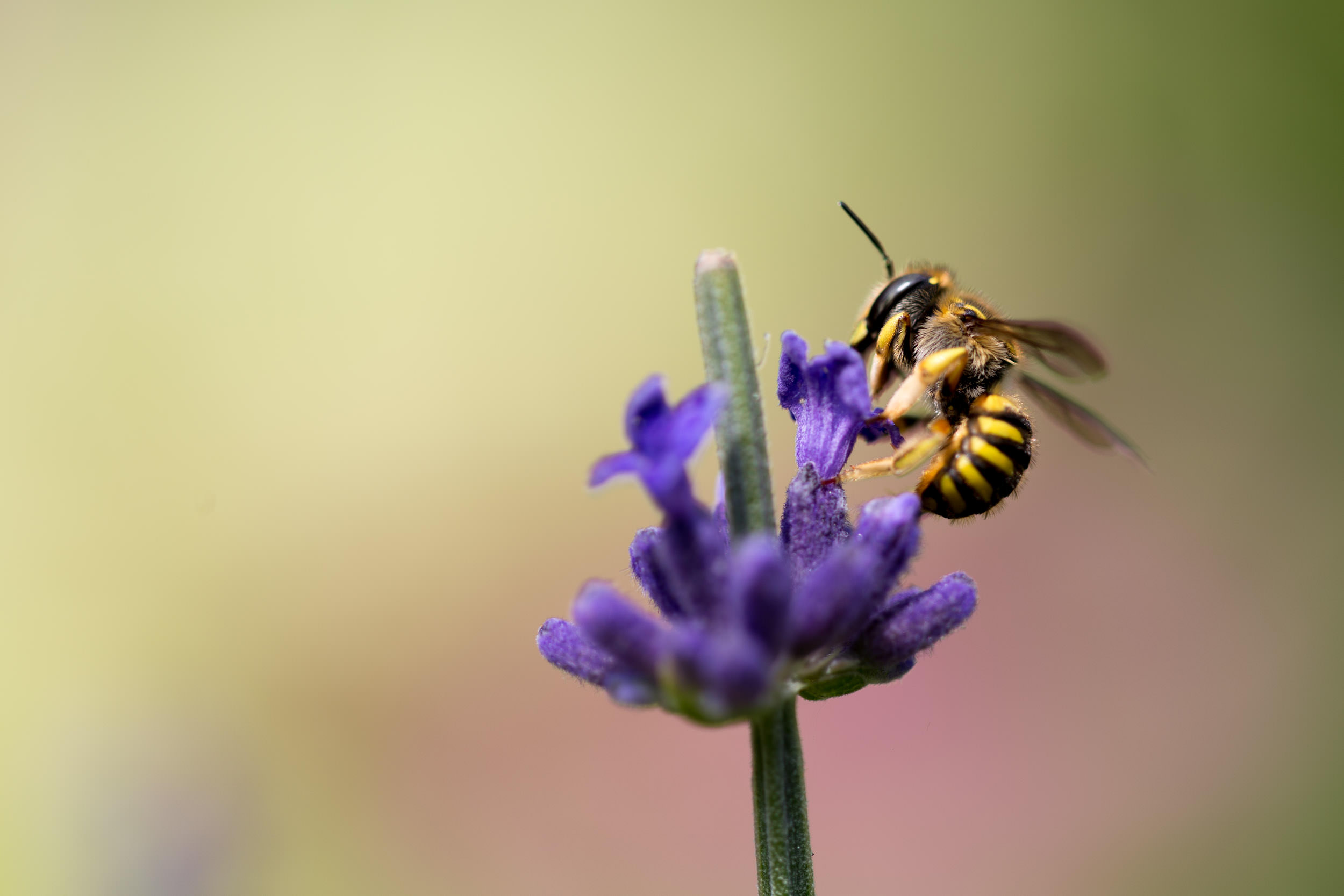 What to Do after an Allergic Reaction to a Bee Sting