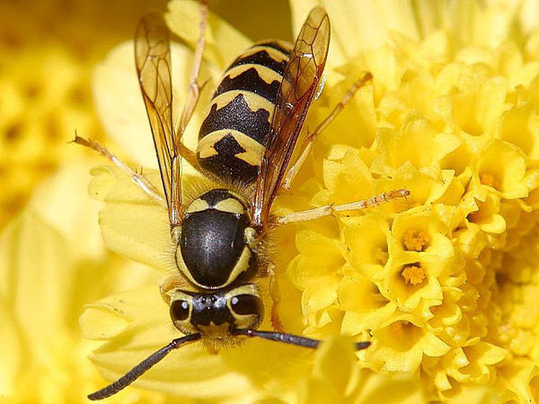 Hornet on a flower