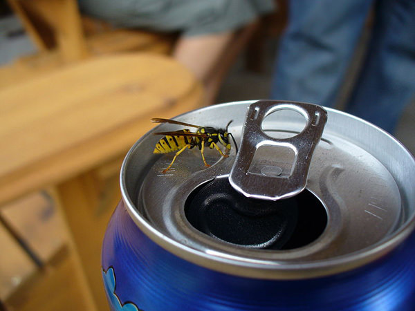 Yellow Jacket on a soda can