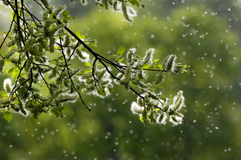 Pollen floating like snow is as bad as a snow day for sufferers of allergies.